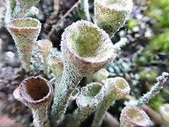 Cladonia grayi