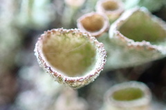 Cladonia grayi