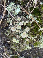 Cladonia grayi