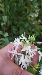 Echinopepon pubescens