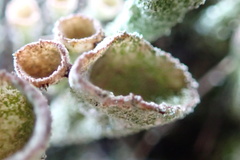 Cladonia grayi