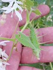 Echinopepon pubescens
