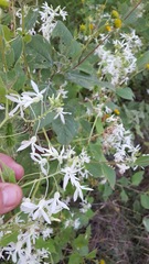 Echinopepon pubescens