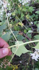 Echinopepon pubescens