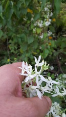 Echinopepon pubescens