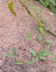 Chenopodium trigonon