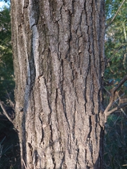 Platypus quercivorus