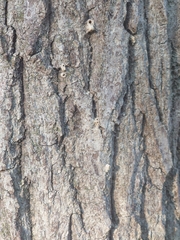 Platypus quercivorus