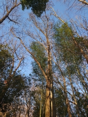 Platypus quercivorus