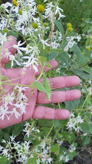 Echinopepon pubescens