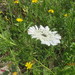 Madonna Flower - Photo (c) יאיר אור, some rights reserved (CC BY-NC-SA), uploaded by יאיר אור