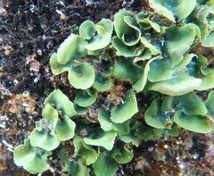 Dictyosphaeria sericea