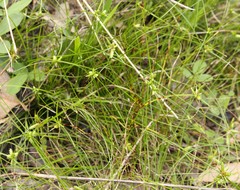 Cyperus gracilis