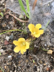 Alectra sessiliflora