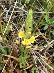 Alectra sessiliflora
