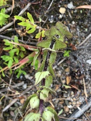 Alectra sessiliflora