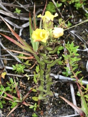 Alectra sessiliflora