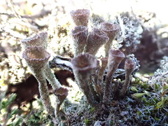 Cladonia grayi