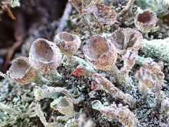 Cladonia grayi