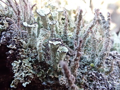 Cladonia grayi