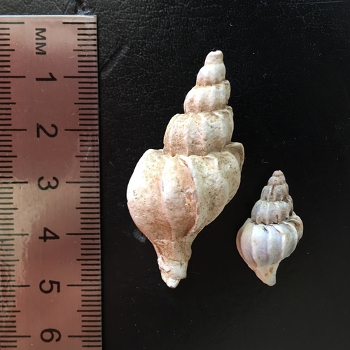 Boreotrophon candelabrum