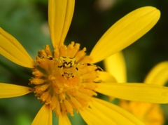 Thomisus daradioides