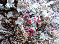 Cladonia coccifera