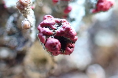 Cladonia coccifera