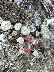 Cladonia coccifera