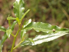 Olearia elliptica