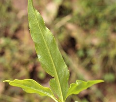 Olearia elliptica