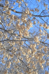 Acer negundo