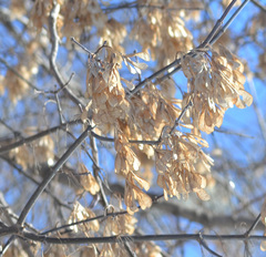 Acer negundo
