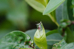 Anaca fasciata