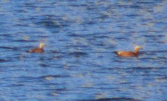 Tadorna ferruginea