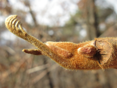 Toxicodendron trichocarpum
