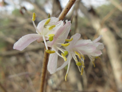 Lonicera harae