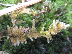 Bryopsida