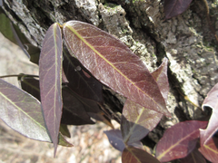 Trachelospermum asiaticum