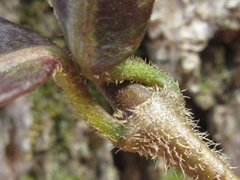 Trachelospermum asiaticum