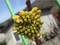 Edgeworthia chrysantha