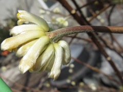 Edgeworthia chrysantha