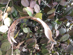 Trachelospermum asiaticum