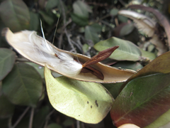 Trachelospermum asiaticum