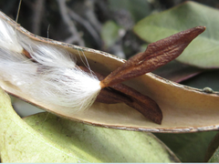 Trachelospermum asiaticum