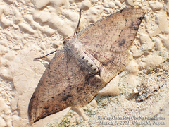 Luxiaria amasa