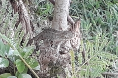 Calotes versicolor