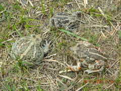 Pelobates vespertinus