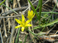 Gagea pusilla