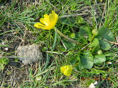 Ficaria verna calthifolia